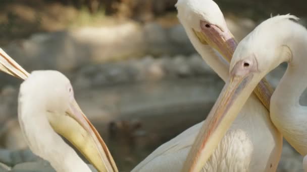 Зграя Пеліканів Бореться Чіпляється Один Одного Своїми Дзьобами — стокове відео