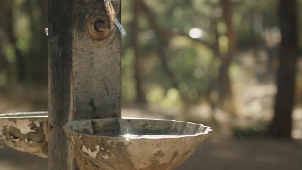 Sebuah Cangkir Dan Keran Dengan Air Minum Hutan Menetes Dalam — Stok Video