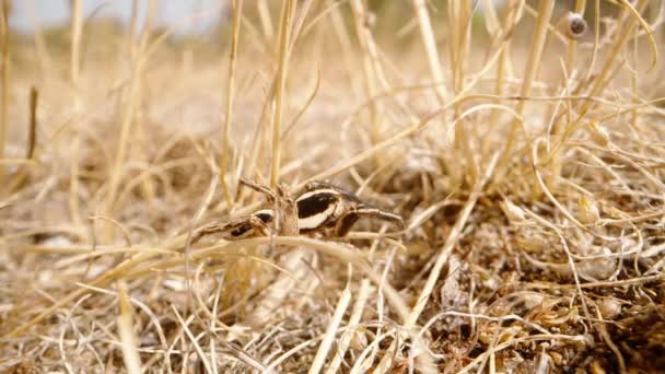 Een Gestreepte Spin Kruipt Gedroogd Gras Woestijn Blauwe Wijting — Stockvideo