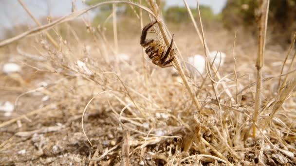 Una Araña Rayada Mira Salta Sobre Hierba Seca Desierto Macro — Vídeos de Stock