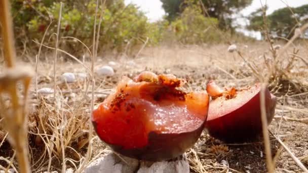 Половина Красной Сливы Лежит Земле Ней Живет Гусеница Крайний Крупный — стоковое видео
