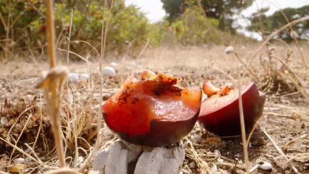 Half Red Plum Lying Ground White Worm Lives Dolly Slider — Stock Video