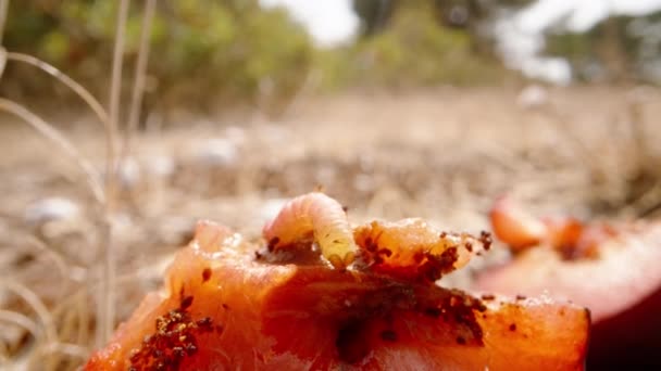 Caterpillar Crawls Red Plum Sun Dolly Slider Extreme Close — Stock Video