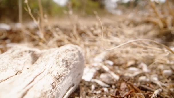 Biała Kość Zwierzęcia Półpustyni Leży Pod Słońcem Dolly Suwak Ekstremalne — Wideo stockowe