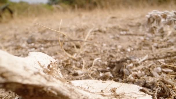 半砂漠の動物の白い骨は太陽の下にある ドリースライダー極端なクローズアップ — ストック動画