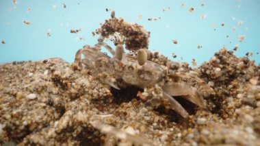 Kumda bir yengeç gözlerini ovuşturur ve kendini kuma gömer, makro fotoğrafçılık..