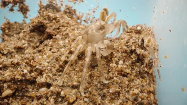 Les Grands Les Petits Crabes Regardent Sur Sable Macro — Video