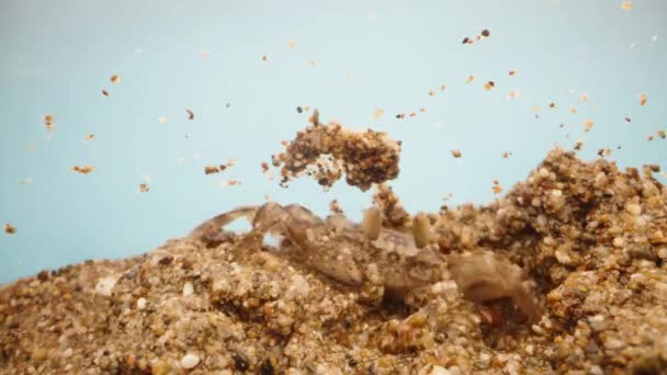 Pequeno Caranguejo Toca Areia Molhada Tiro Macro — Vídeo de Stock