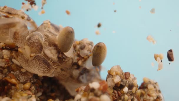 Petit Crabe Souffle Des Bulles Bouche Enfouit Dans Sable Macro — Video