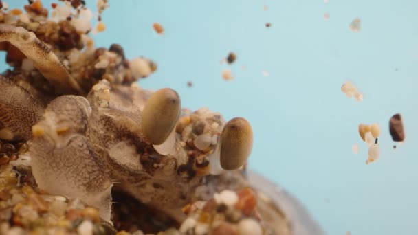 Extrémní Detailní Záběr Kraba Písku Vodní Bubliny Úst — Stock video