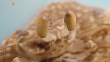 Yengeç gözü makro shot. Kumda yengeç.