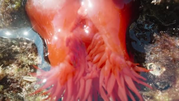 Actinia Equina Rouge Sur Les Rochers Mer Gros Plan — Video