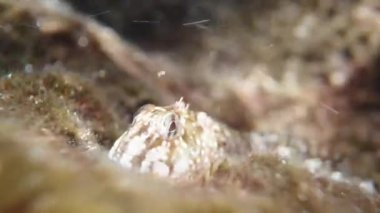 Coryphoblennius Galerita taş zemine yapışmış ve deniz dalgalarına direnmiş.