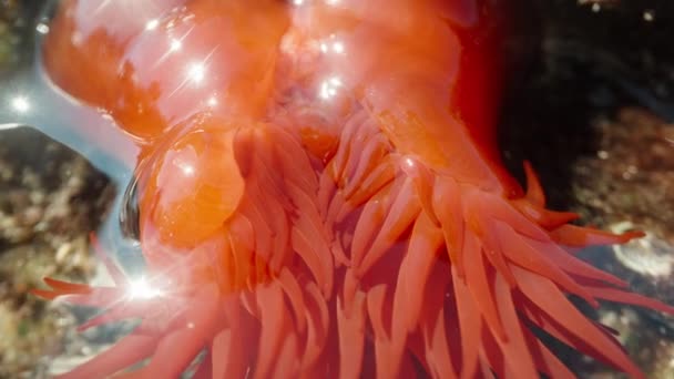 Red Actinia Equina Скелях Моря Щупальця Макросів — стокове відео