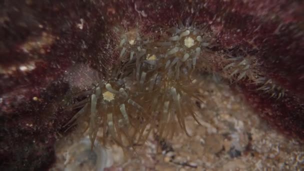 Denizde Taş Bir Mağarada Aiptasia Kümesi Süper Makro — Stok video