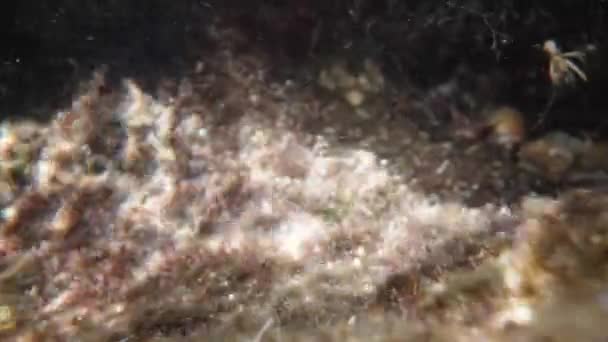 Small Shrimp Palaemon Adspersus Bottom Sea Escapes Camera Super Macro — Stock Video