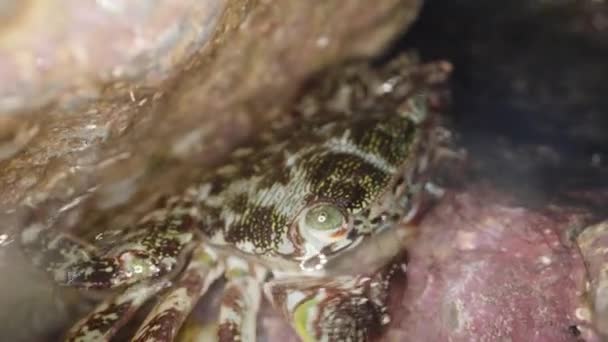 Kepiting Hijau Bersembunyi Celah Antara Batu Tembakan Makro — Stok Video