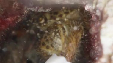 Mağaradaki suyun altındaki kamerayı yengece indiriyorum ve tavukla besliyorum. Makro