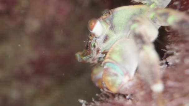 Eine Grüne Krabbe Auf Dem Meeresgrund Den Felsen Die Die — Stockvideo