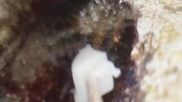 私はカニに洞窟の中の水の下にカメラを下げ それを鶏の餌 マクロ — ストック動画