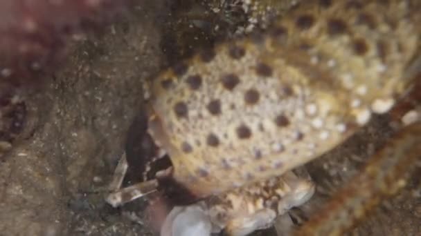 Een Grote Stekelige Krab Onder Water Een Grot Grijpt Een — Stockvideo