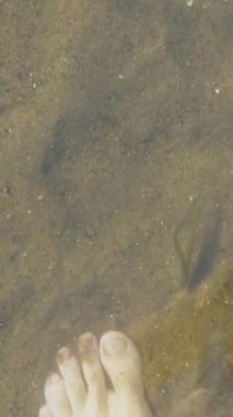 Nehirde ayak masajı yapan küçük balıklar, spa. Temiz su ve kumlu taban. Dikey video.