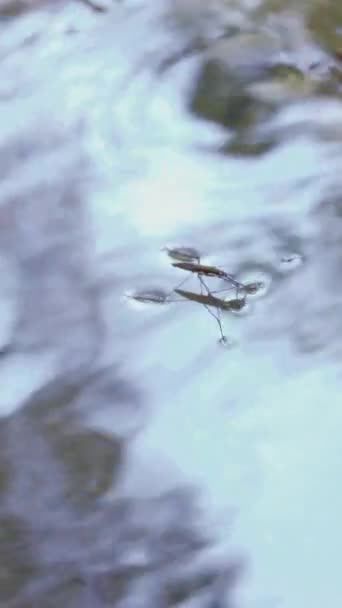 Gerridae Escarabajo Camina Sobre Agua Cerca Río Con Agua Clara — Vídeo de stock