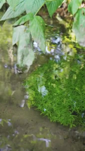 Malá Řeka Lese Čistou Vodou Tráva Dně Svislé Video — Stock video