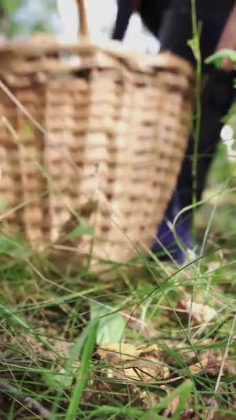 Une Jeune Femme Bottes Cueille Des Champignons Dans Forêt Panier — Video