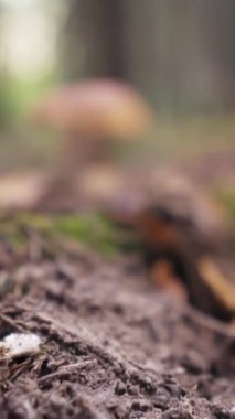 Boletus edulis mantarı. Ormandaki güneş ışınlarında. Yaklaşık olarak, yakın plan. Dikey video.