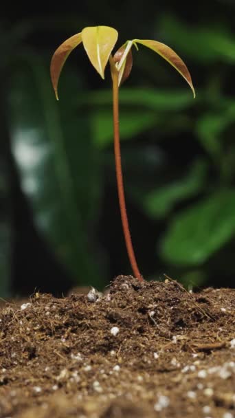 种植和浇灌植物过程 小荔枝树 宏观上黑色和叶背垂直视频 — 图库视频影像
