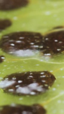 Dilimlenmiş kivi meyvesi, tohumlar yakın plan dikey video.