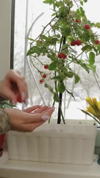 若い女性は冬に窓辺で熟した自家製のチェリートマトを摘みます 外は雪が降っている 垂直ビデオ — ストック動画