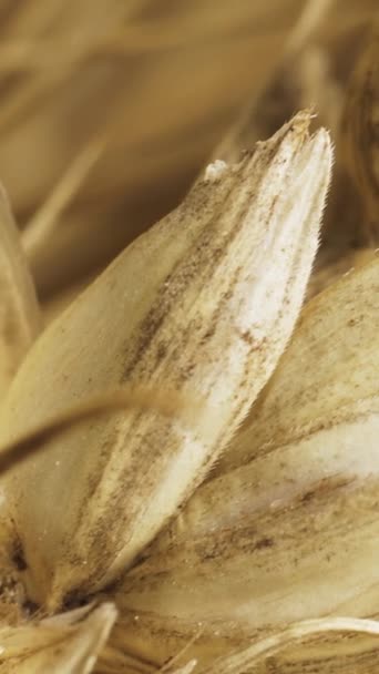 Колоски Пшеницы Белом Фоне Крупным Планом Видео Слайд Шот Вертикальное — стоковое видео