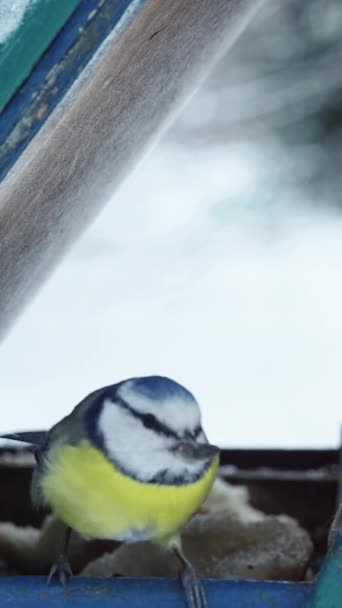 Vintern Äter Fåglar Frön Närbild Vertikal Video — Stockvideo