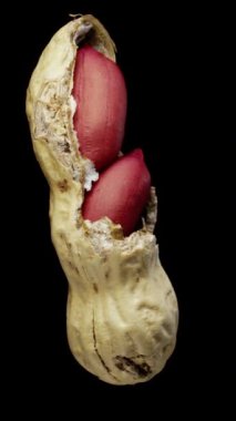 Siyah arka planda kırık bir kabukta dönen yer fıstıkları. Yakın plan, yan görüş. Dikey video.