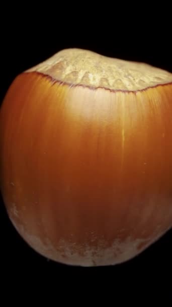 Hazelnut Dengan Latar Belakang Hitam Berputar Close Video Vertikal — Stok Video