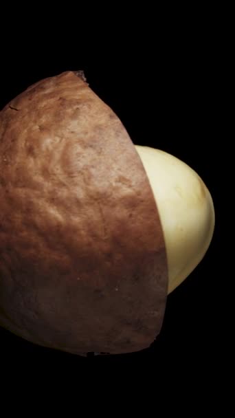 Καρύδι Macadamia Κέλυφος Περιστρέφεται Μαύρο Φόντο Κάθετη Βίντεο — Αρχείο Βίντεο
