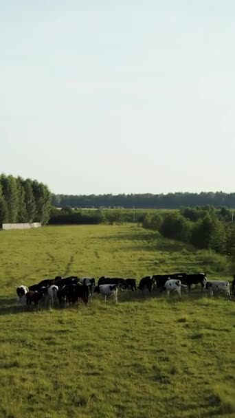 无人机视频 我们飞越奶牛 一群奶牛在湖边和森林附近的草地上吃草 垂直录像 — 图库视频影像
