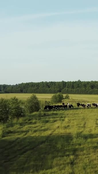 Vídeo Drones Volamos Sobre Las Vacas Una Manada Vacas Alimenta — Vídeos de Stock