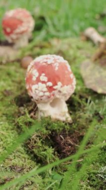 Amanita, kırmızı bir sineklik. Yosun yumağında mantar var. Yönlendirme hareketi Dikey video.