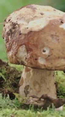 Büyük Boletus Edulis, yosun tutmuş eski bir mantar. Video rotasyonu yakın plan. Dikey video.