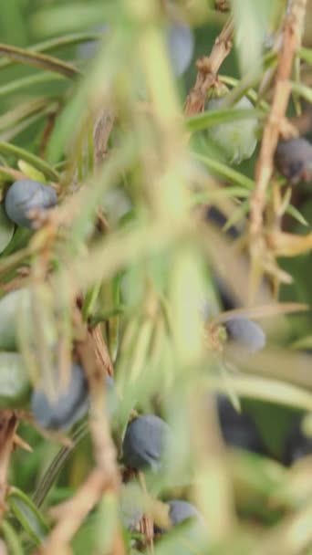 Juniperus与浆果特写 相机滑行 垂直录像 — 图库视频影像