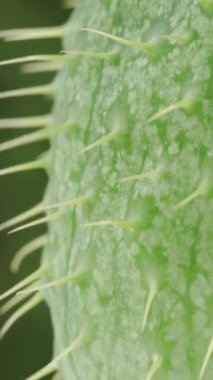 Dikenli meyve, Ecballium Elaterium, yakın plan. Döndürme. Dikey video.