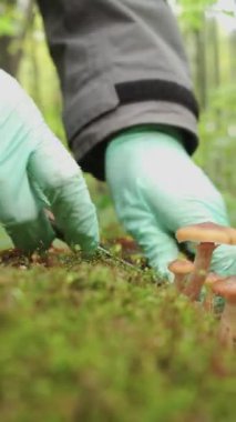 Yeşil eldivenli bir kız ballı mantarları kesiyor, ağaçtan mantar topluyor. Yakın plan. Dikey video.
