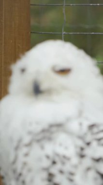 Beyaz bir kutup baykuşu dikkatle bana bakıyor. Hayvanat bahçesi. Dikey video.