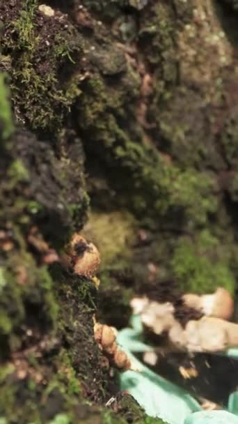 Young Woman Green Gloves Cuts Honey Mushrooms Mushroomed Tree Close — Stock Video