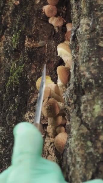 一个戴着绿色手套的年轻女子从树上采摘蜂蜜蘑菇 垂直录像 — 图库视频影像