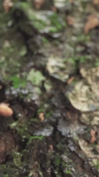 蜂蜜蘑菇长在森林的树上 垂直录像 — 图库视频影像