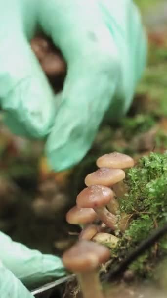 Una Giovane Donna Guanti Verdi Taglia Funghi Miele Funghi Albero — Video Stock